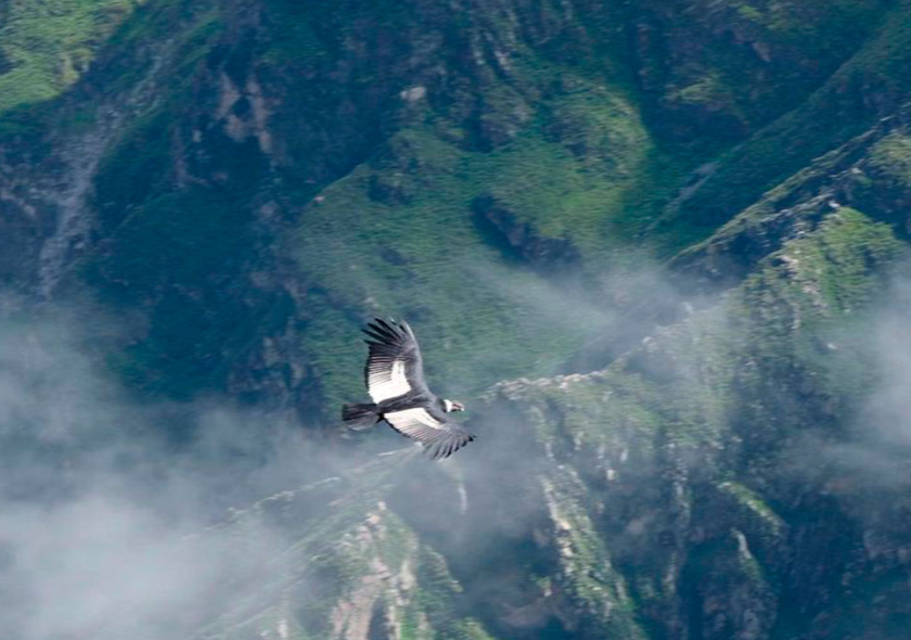 Cañon del Colca & Chivay